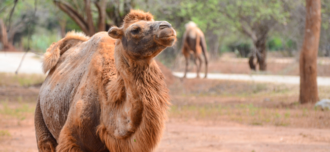 Camel Safari in Local Village