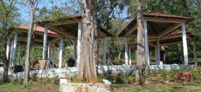 Elephant Training Centre