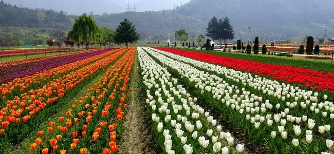 Explore Tulip Festival