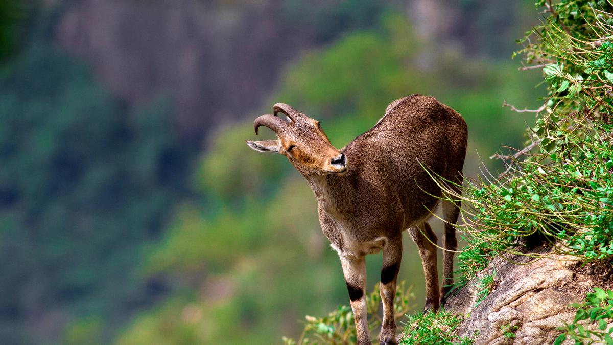 Munnar