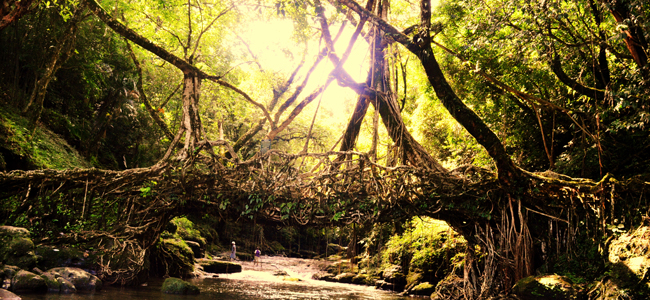 Double Decker Living Root Bridges