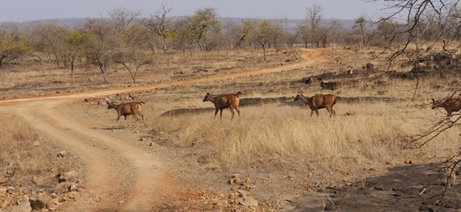 Panna National Park