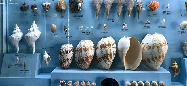 Seashell Museum